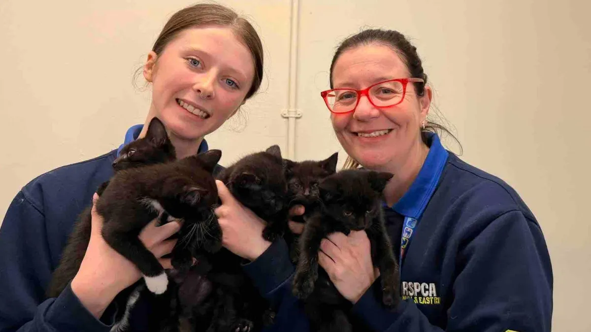 توقیف چهار پونی در هال به دلیل نگرانی‌های رفاهی؛ تحقیقات RSPCA آغاز شد