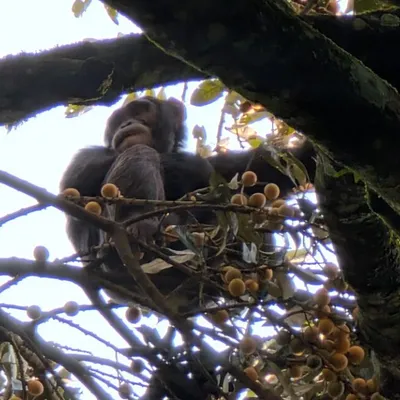 Chimpanzees Regularly Consume Fermented Fruit, New Study Suggests
