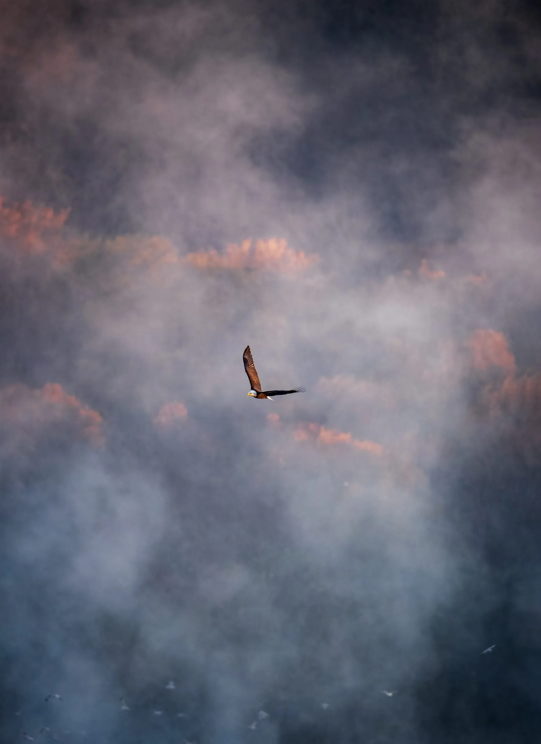 عقاب سرسفید: نماد باشکوه طبیعت آمریکا و شکارچی ماهر