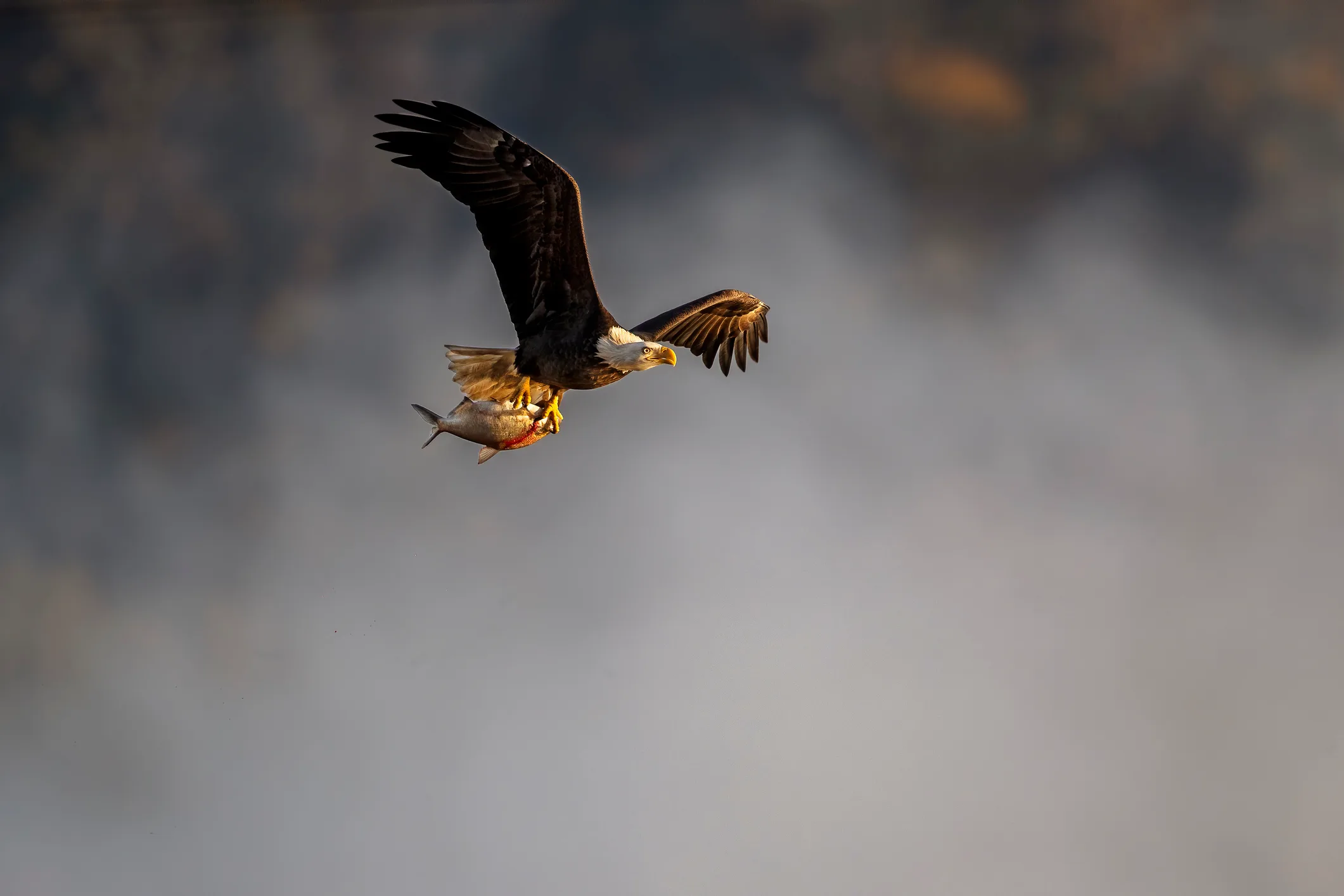 عقاب سرسفید: نماد باشکوه طبیعت آمریکا و شکارچی ماهر