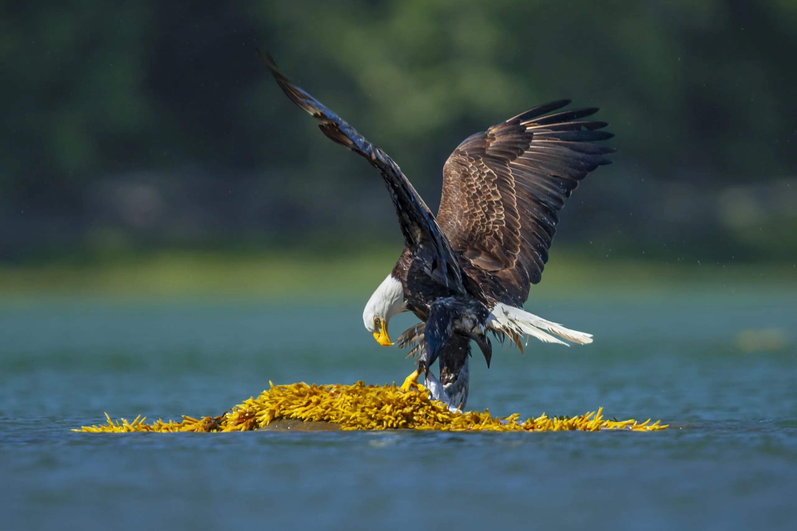 عقاب سرسفید: نماد باشکوه طبیعت آمریکا و شکارچی ماهر