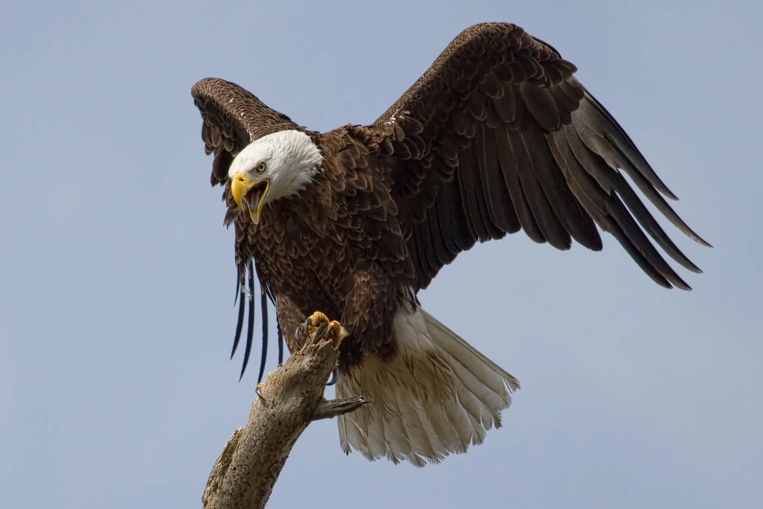 عقاب سرسفید: نماد باشکوه طبیعت آمریکا و شکارچی ماهر