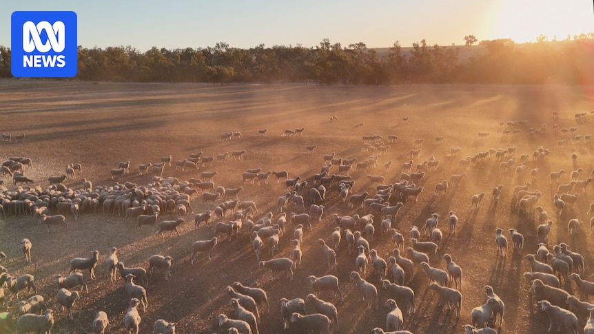 تعطیلی موقت قصابی Beaufort River Meats با وجود تخصیص ۲۰ میلیون دلار کمک بلاعوض صادرات دام زنده