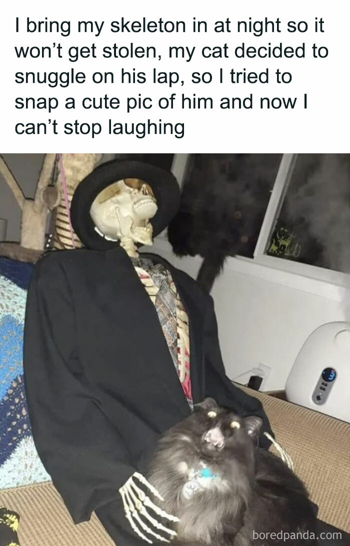 دنیای شگفت‌انگیز گربه‌ها: تصاویری از لحظات بامزه و رفتارهای غیرمنتظره