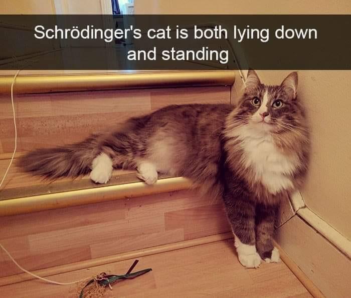 دنیای شگفت‌انگیز گربه‌ها: تصاویری از لحظات بامزه و رفتارهای غیرمنتظره