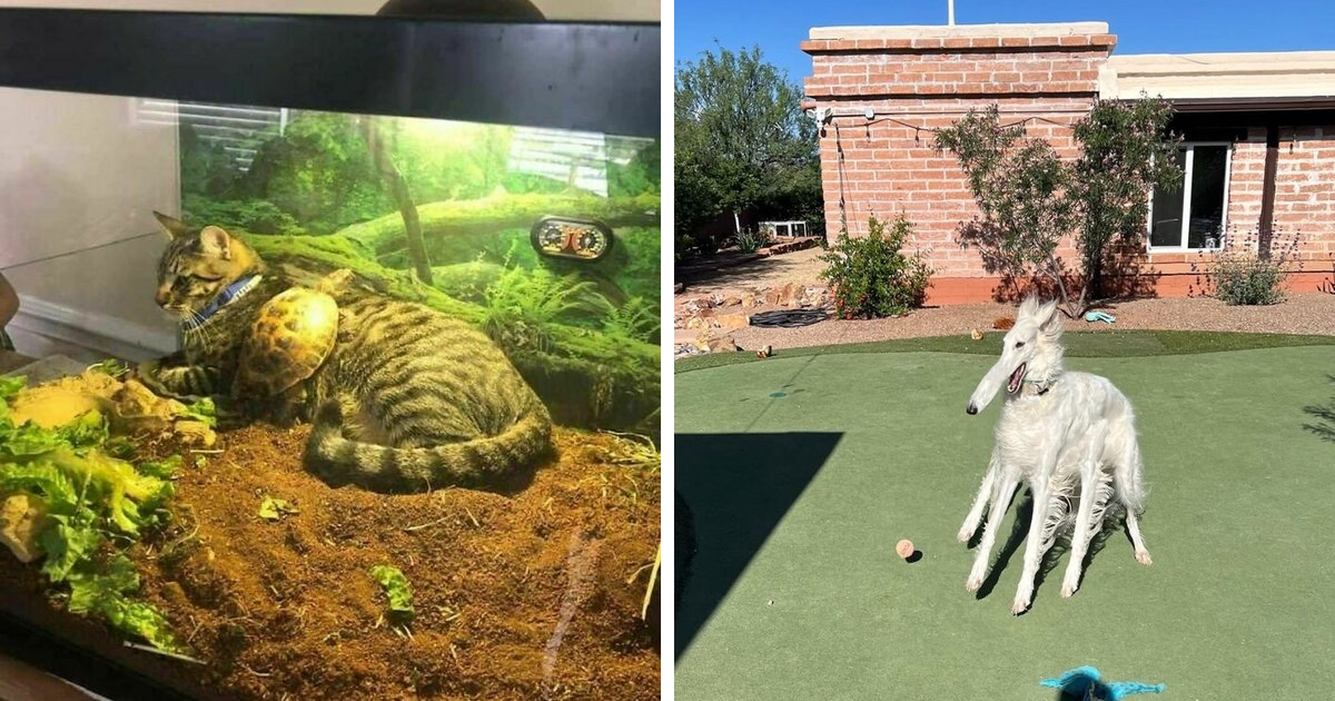 صفحه‌ای در فیسبوک که با تصاویر حیوانات عجیب و بامزه، حال شما را خوب می‌کند