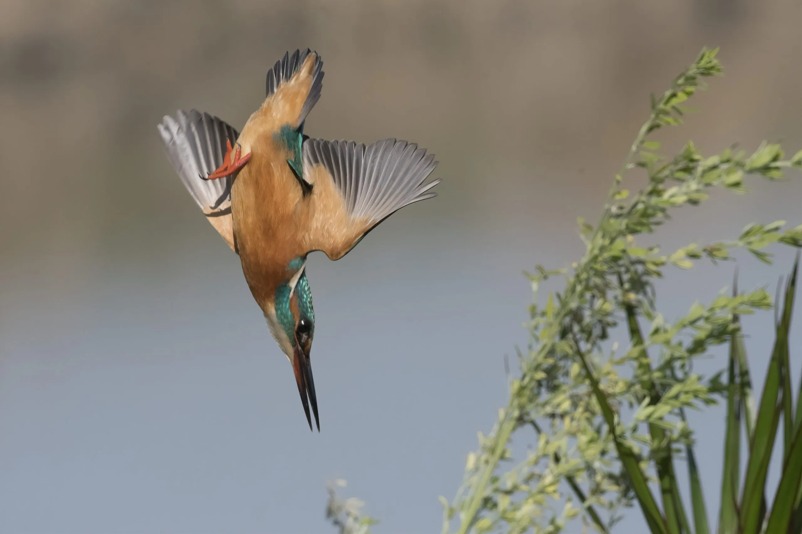 چگونه آمیختگی رنگ، ساختار و تکامل، شاهین ماهی‌خوار را به شکارچی‌ای بی‌نظیر تبدیل کرده است