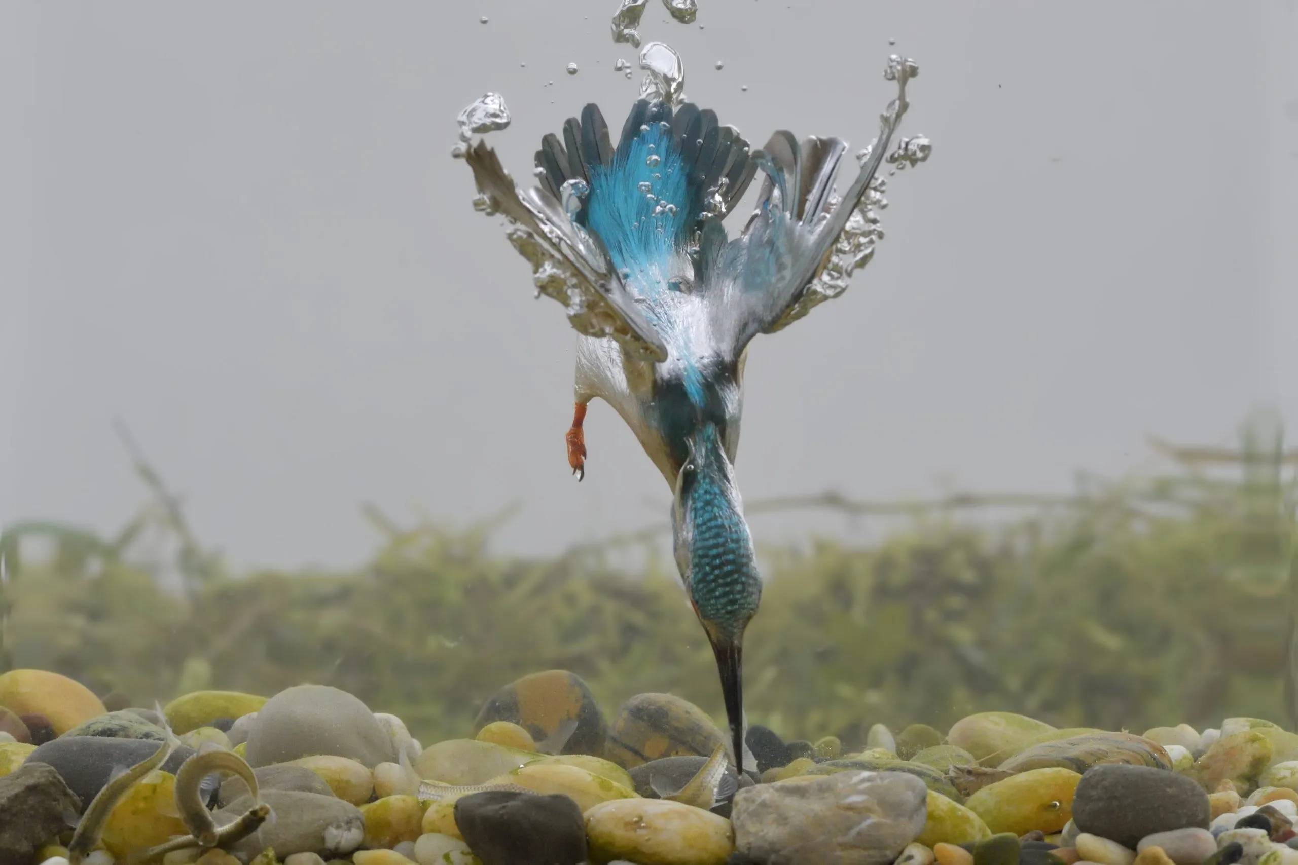 چگونه آمیختگی رنگ، ساختار و تکامل، شاهین ماهی‌خوار را به شکارچی‌ای بی‌نظیر تبدیل کرده است