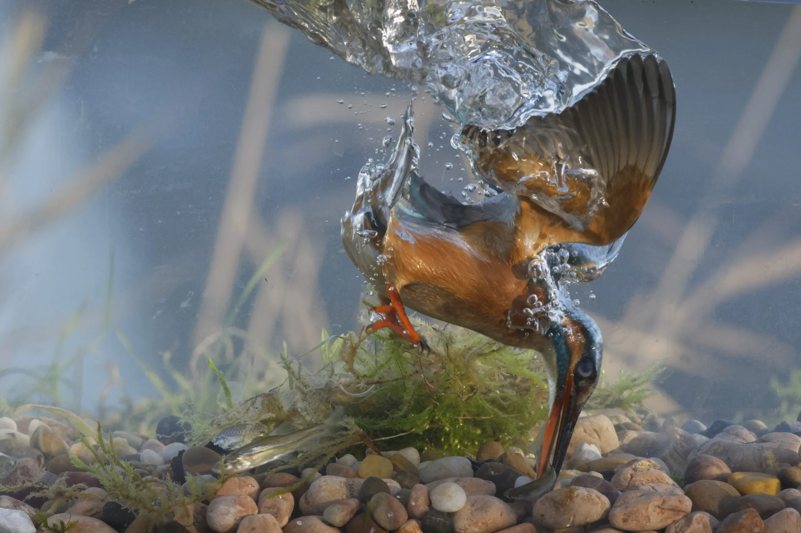 چگونه آمیختگی رنگ، ساختار و تکامل، شاهین ماهی‌خوار را به شکارچی‌ای بی‌نظیر تبدیل کرده است
