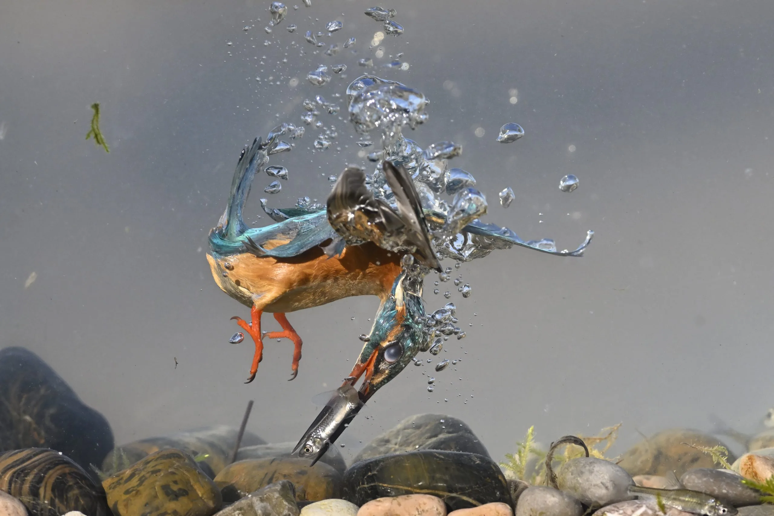 چگونه آمیختگی رنگ، ساختار و تکامل، شاهین ماهی‌خوار را به شکارچی‌ای بی‌نظیر تبدیل کرده است