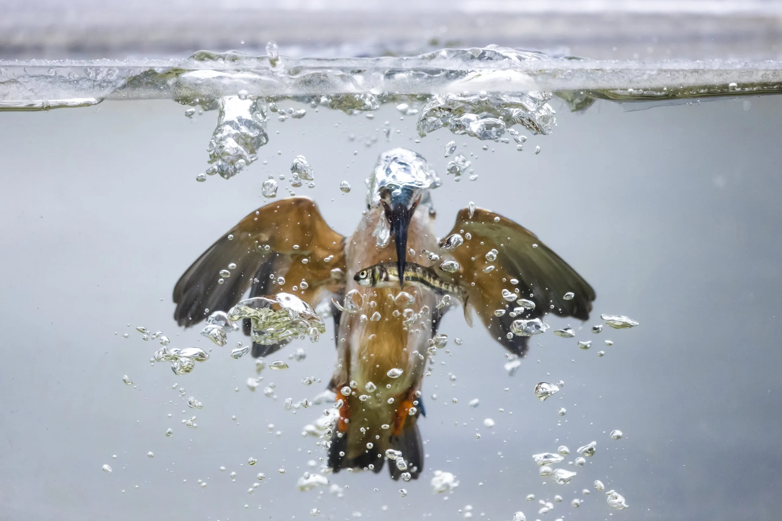 چگونه آمیختگی رنگ، ساختار و تکامل، شاهین ماهی‌خوار را به شکارچی‌ای بی‌نظیر تبدیل کرده است