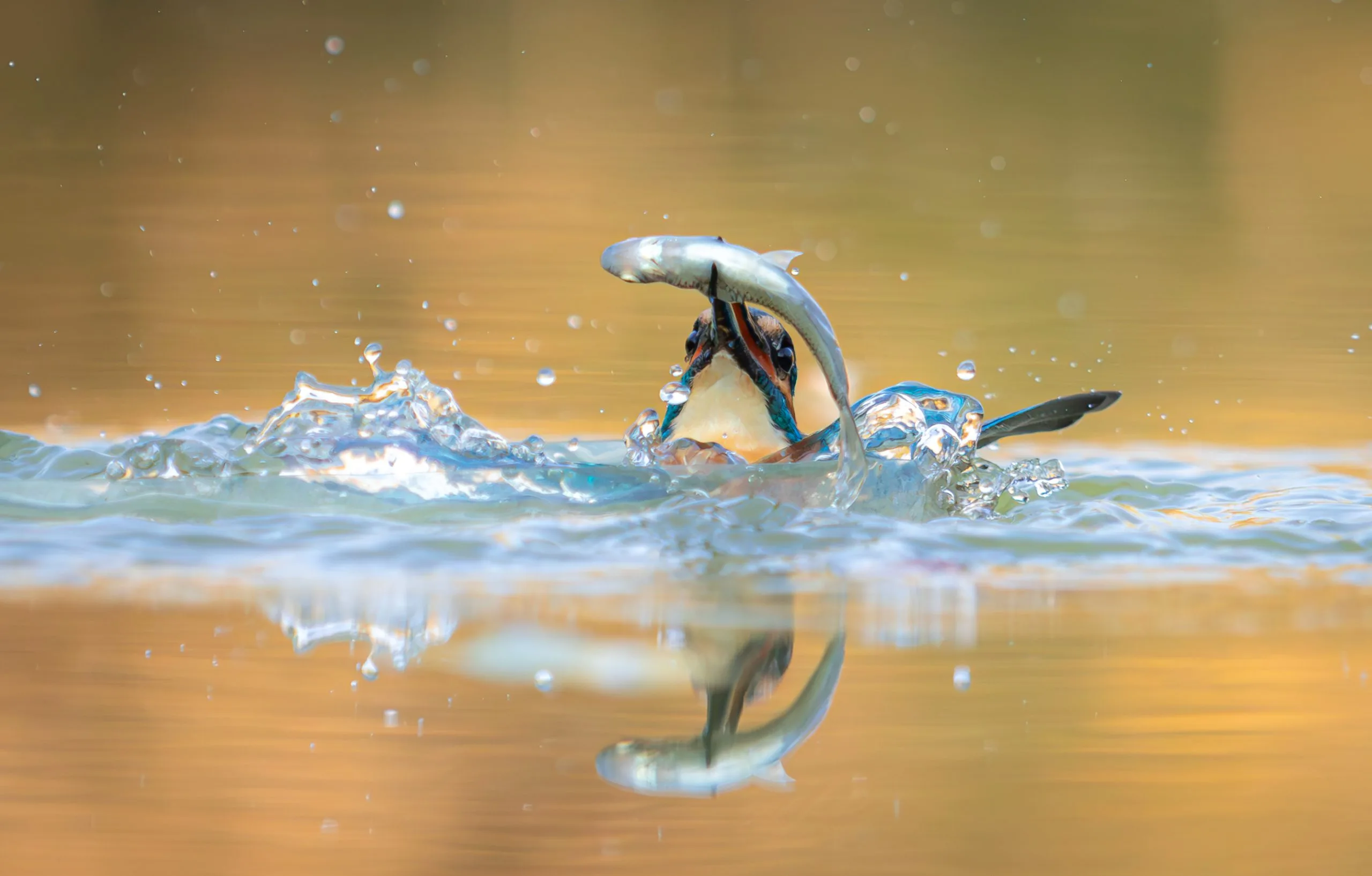 چگونه آمیختگی رنگ، ساختار و تکامل، شاهین ماهی‌خوار را به شکارچی‌ای بی‌نظیر تبدیل کرده است