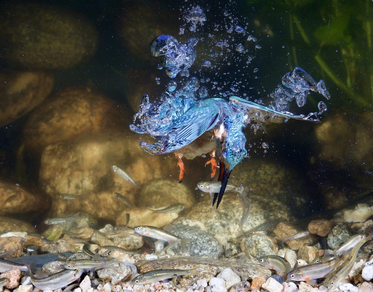 چگونه آمیختگی رنگ، ساختار و تکامل، شاهین ماهی‌خوار را به شکارچی‌ای بی‌نظیر تبدیل کرده است