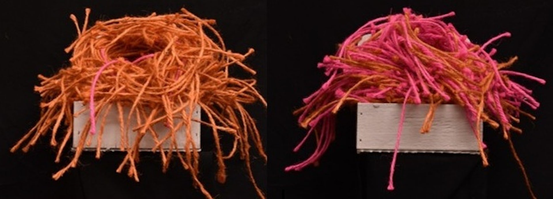 آیا پرندگان هم از "ترس اکثریت" پیروی می‌کنند؟ نگاهی به تحقیقات جدید