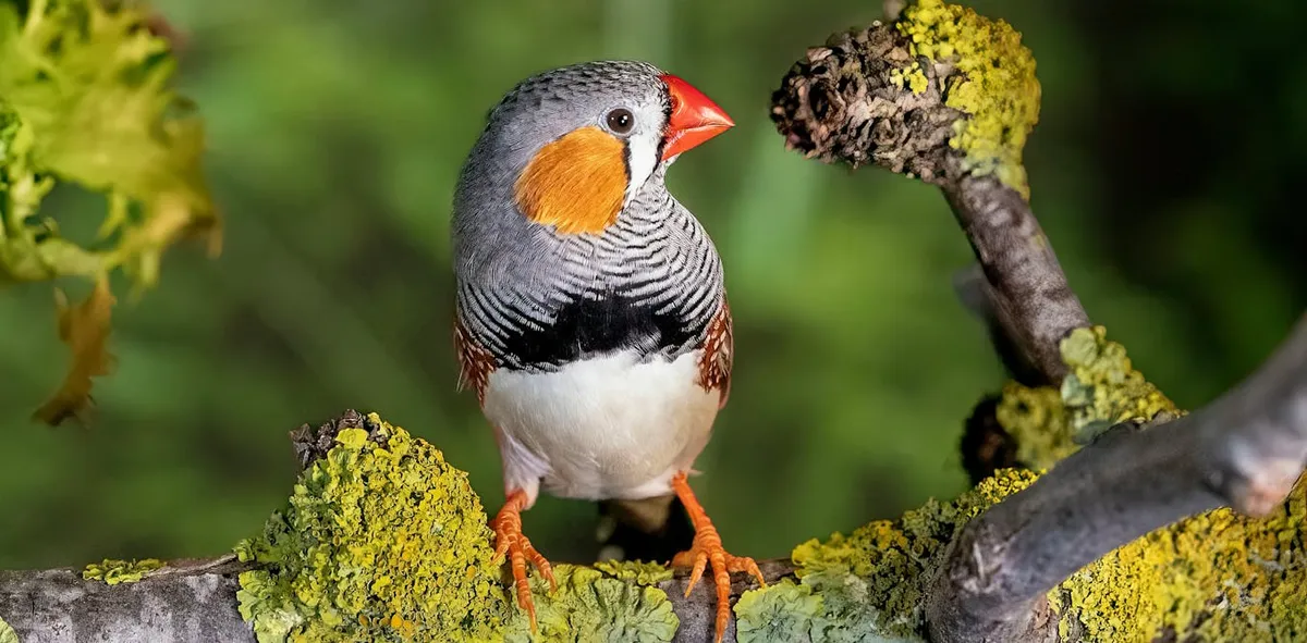 آیا پرندگان هم از "ترس اکثریت" پیروی می‌کنند؟ نگاهی به تحقیقات جدید
