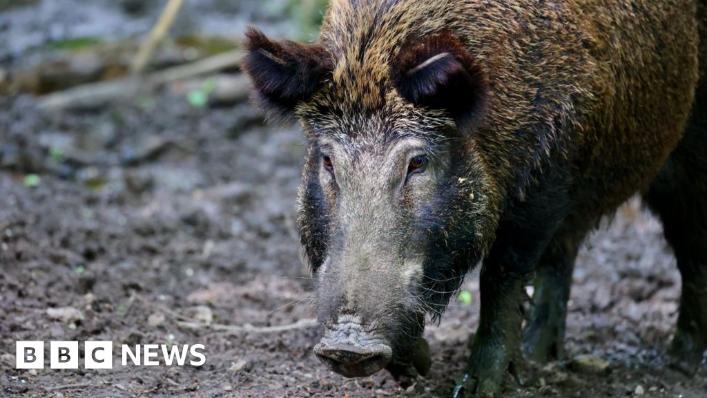 ضرورت رویکرد نوین مدیریت گرازهای وحشی در اسکاتلند؛ گزارشی جدید