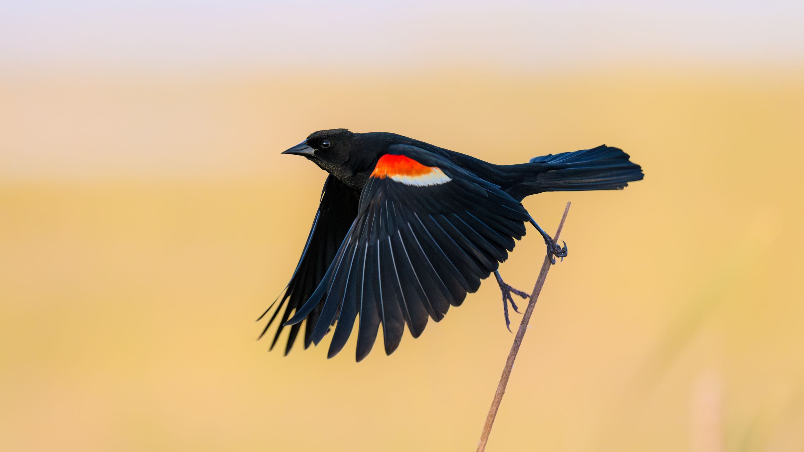 کاهش شتابان جمعیت پرندگان در سه کانون مهم آمریکا؛ کشاورزی فشرده و تغییرات اقلیمی مقصران اصلی؟