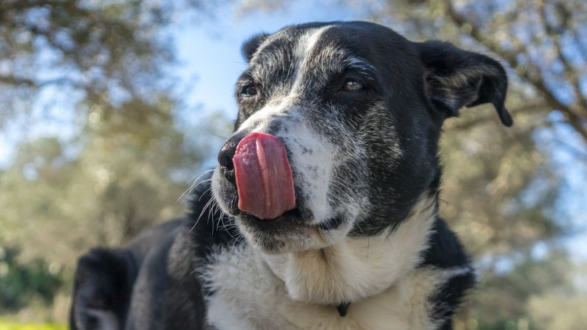 ارتباط میکروبیوم روده با اثربخشی درمان‌های ایمونوتراپی سرطان در سگ‌ها