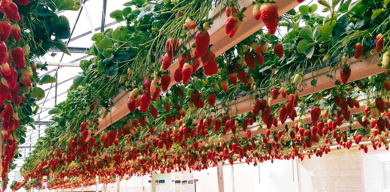 کشت حفاظتی: راهکاری نوین برای مقابله با تغییرات اقلیمی در کشاورزی استرالیا