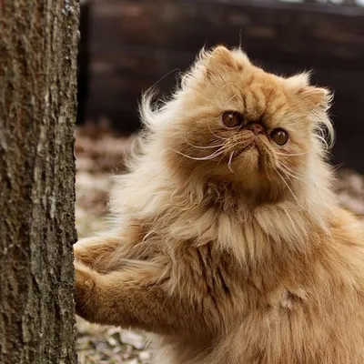 Top 10 Cat Breeds Known for Their Exceptionally Friendly Personalities