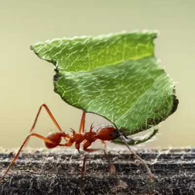 Ants Cultivate Complex Fungus Farms: A 66-Million-Year-Old Agricultural Revolution