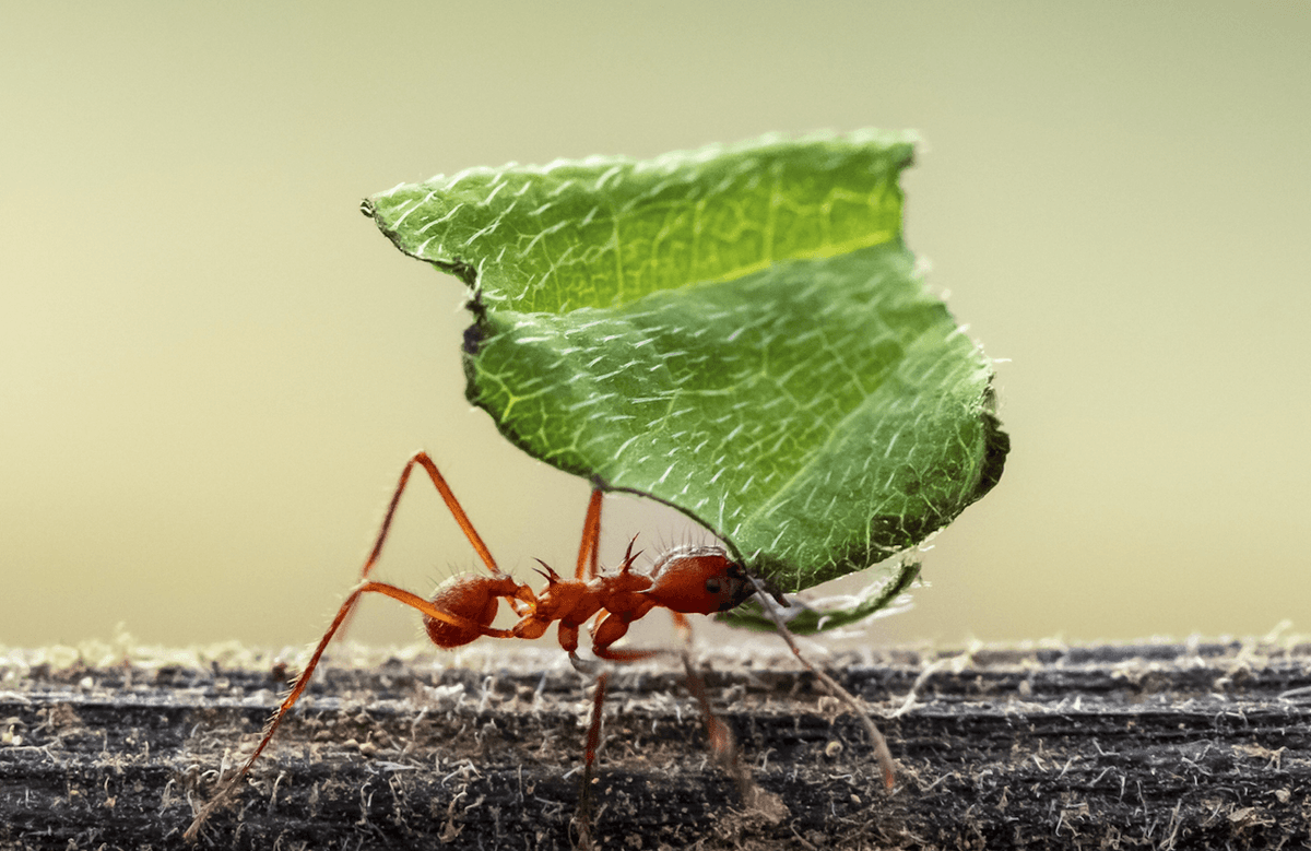 شگفتی‌های کشاورزی مورچه‌ها: از باغ‌های قارچی باستانی تا ابرسازه‌های زیرزمینی