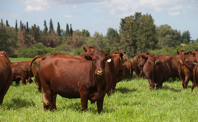 ونتر بوئردری: چگونه عقب‌نشینی، نژاد موفق بونسما را بنا نهاد