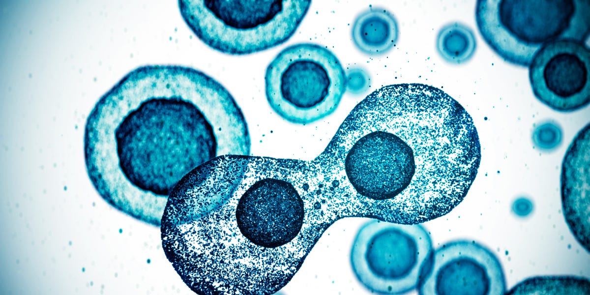 کشف مکانیزم حافظه سلولی در خارج از مغز: پیامدهایی برای سلامت و آگاهی