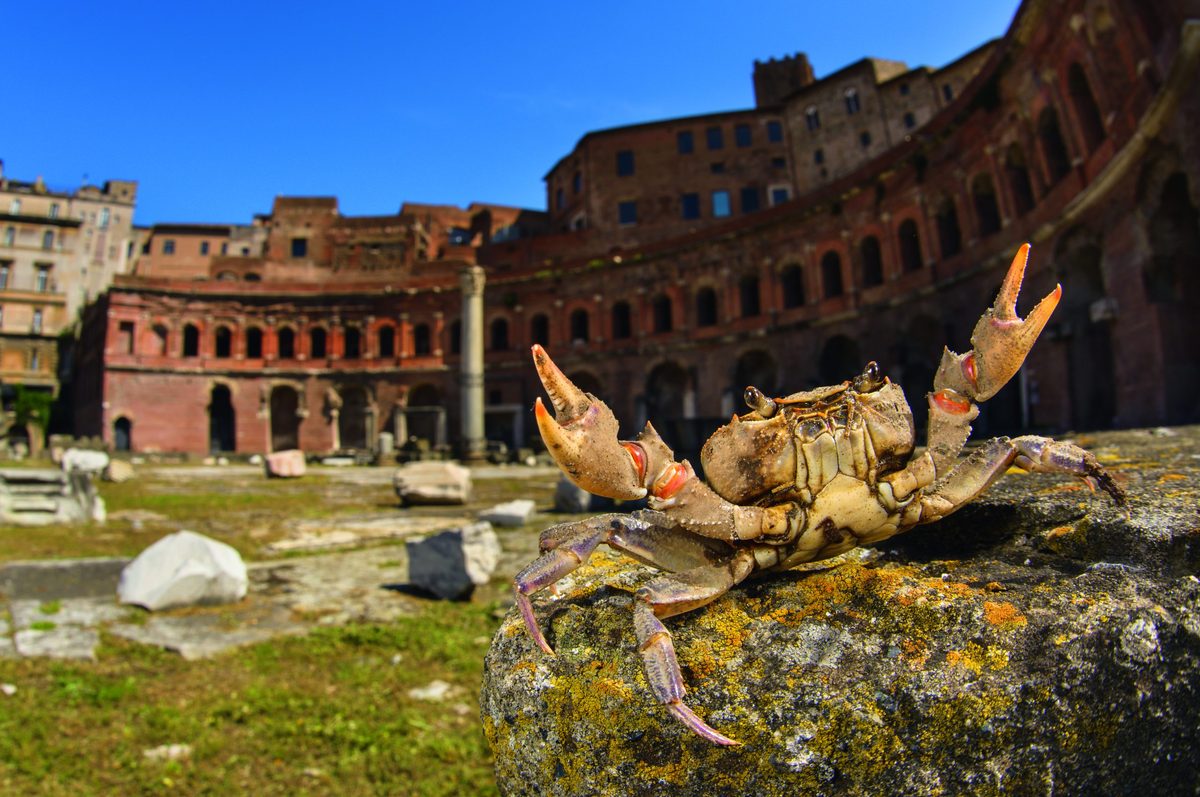کشف جمعیتی غول‌پیکر از خرچنگ‌های آب شیرین در اعماق ویرانه‌های تاریخی رم