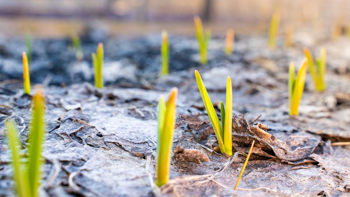 کشاورزی احیاگرانه: راهنمای گام به گام برای باغی سالم و پایدار