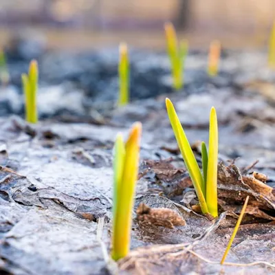 الزراعة المستدامة: أسلوب حياة صديق للبيئة يعزز خصوبة التربة