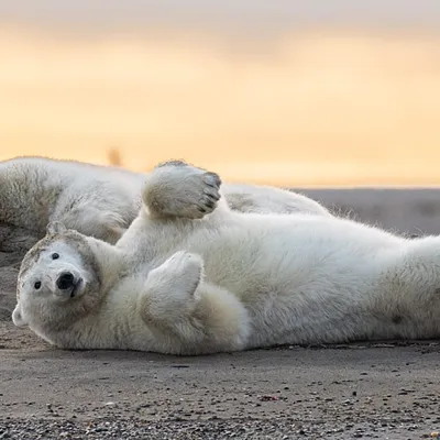 Kaktovik Seeks to Revive Polar Bear Tourism with Sustainable Guidelines