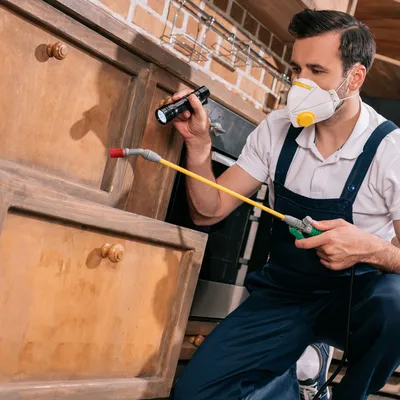 Weevils in the Kitchen: Identifying and Eradicating These Destructive Pantry Pests