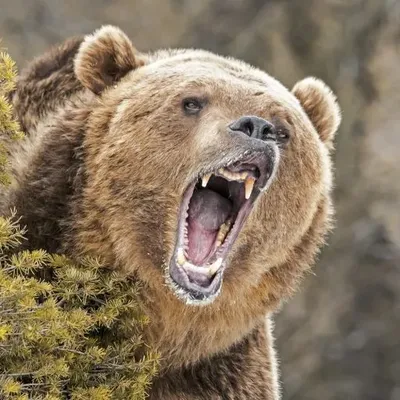 Grizzly Bear Attack on Hikers in Yellowstone National Park Highlights Wildlife Safety Concerns