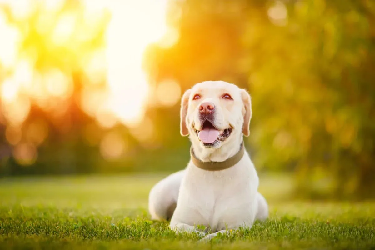 Labrador Retriever's Hilarious 'Landing' Technique Goes Viral