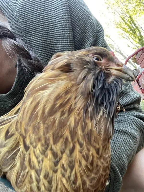 Black Sludge from Chicken's Mouth: Urgent Warning for Backyard Flock Owners