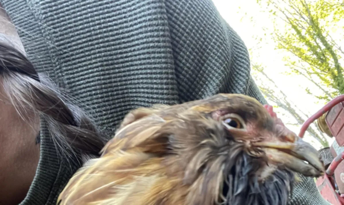 Black Sludge from Chicken's Mouth: Urgent Warning for Backyard Flock Owners
