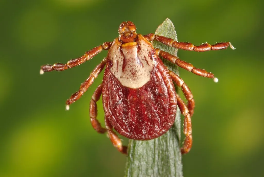 The Silent Threat: Understanding and Combating Paralysis Ticks