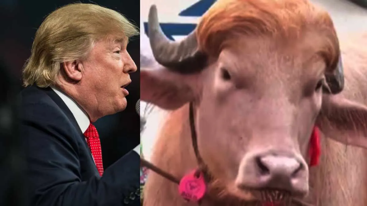 Albino Buffalo Named 'Donald Trump' Becomes Viral Sensation in Bangladesh