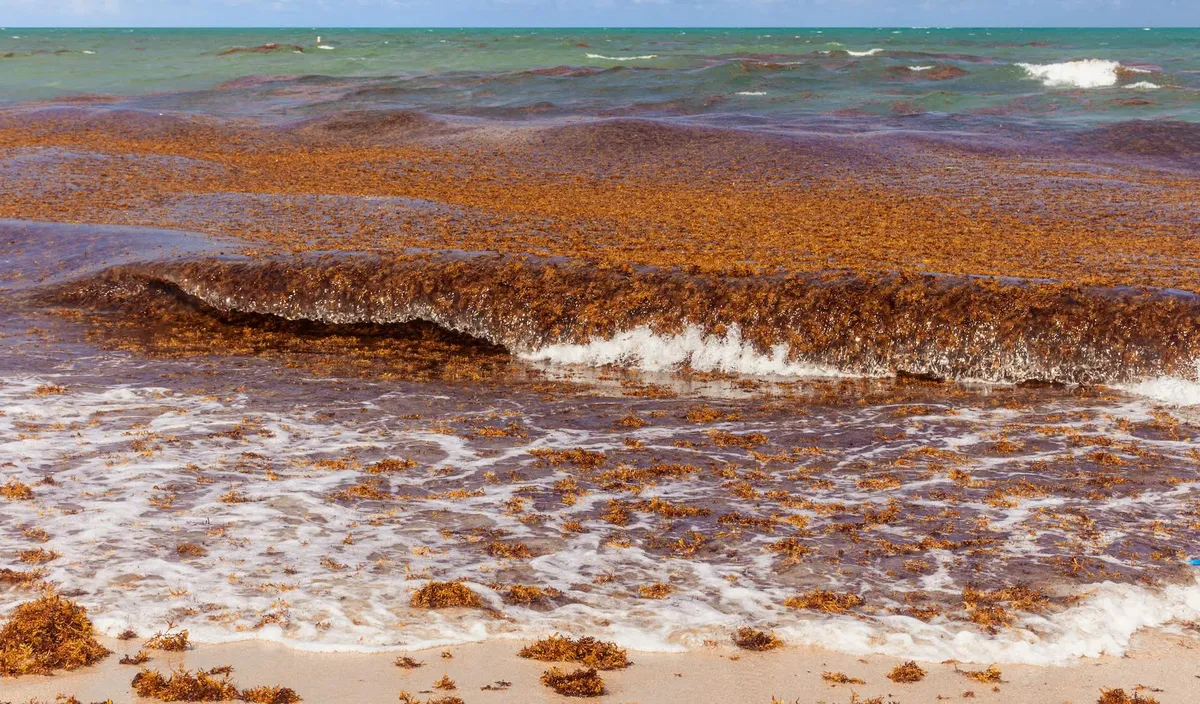 South Florida Faces Potential Record Sargassum Season; Tourism and Economy at Risk
