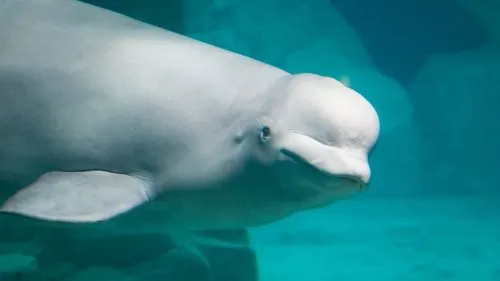 Beluga Whale Displays Self-Awareness: A Milestone in Animal Cognition