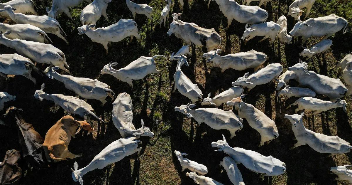 EU Threatens Ban on Brazilian Animal Food Imports Over Antibiotic Misuse