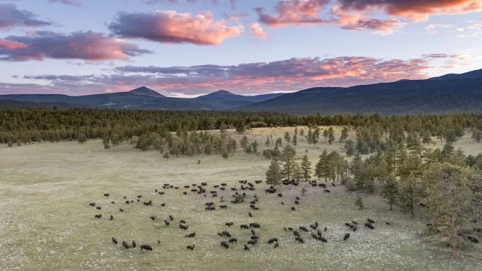 Ted Turner's Legacy: How Private Conservation Efforts Are Reshaping Landscapes and Tourism