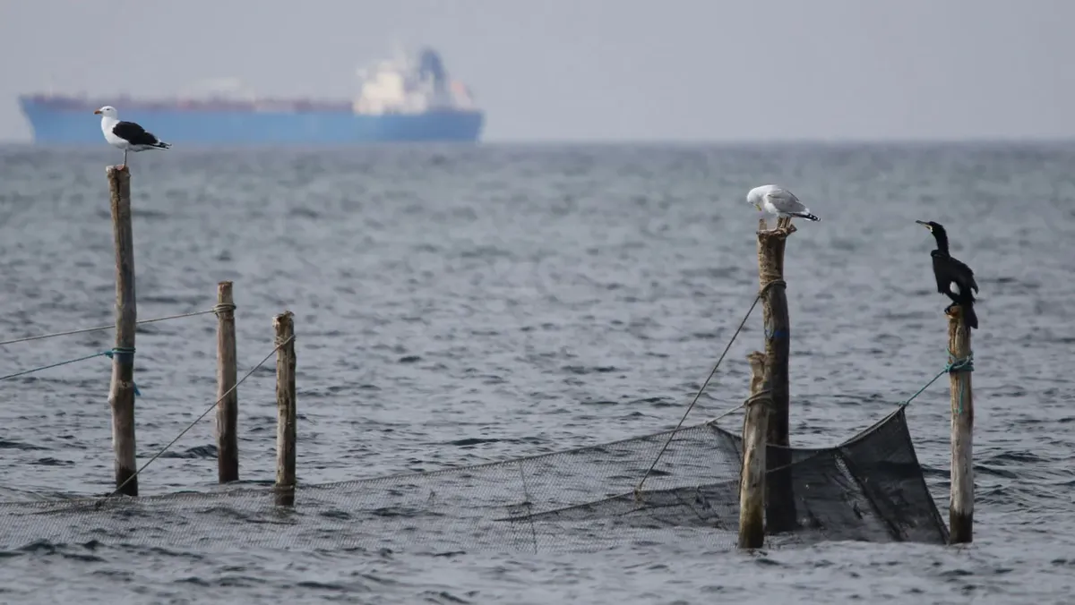 Seabird Deterrent Buoy 'Bobby' Fails to Discourage Pesky Poultry
