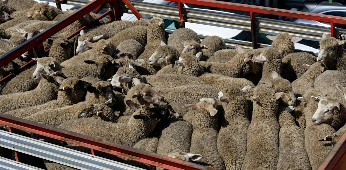 Study Reveals Alarming Mortality Rates for Livestock During Transport and at Saleyards