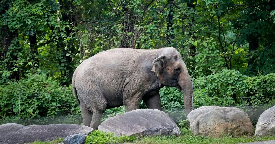 Happy the Elephant Euthanized at Bronx Zoo After Health Decline