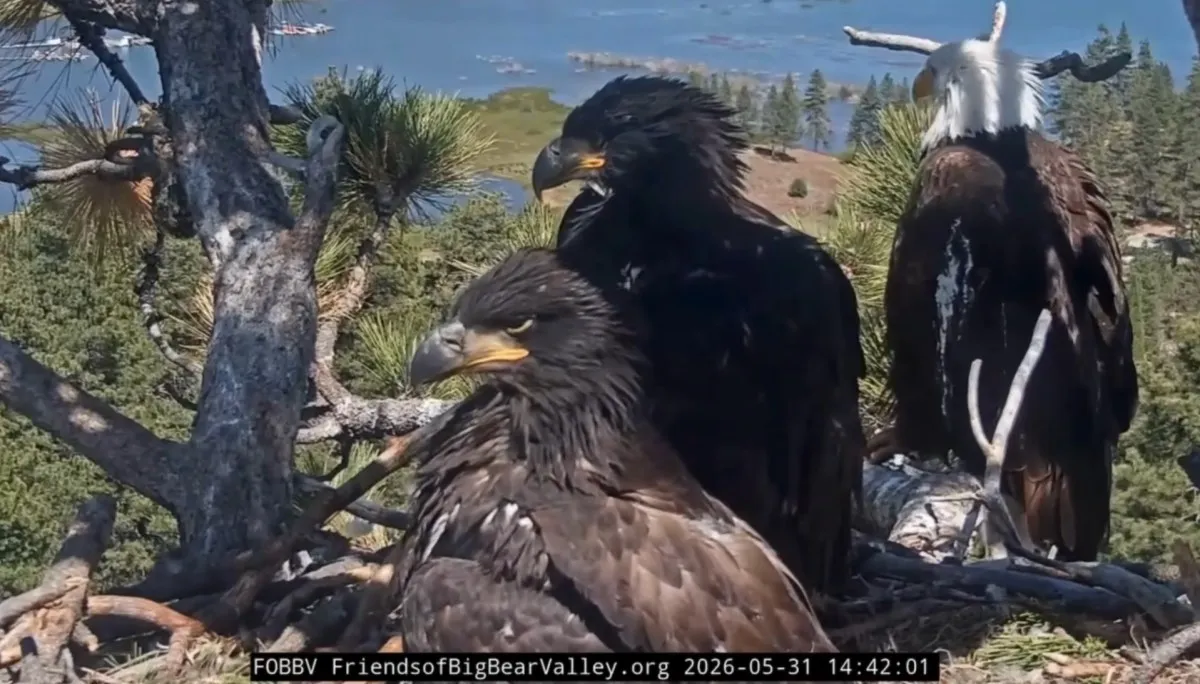 Big Bear Eagles' Nest Drama: Jackie Defends Territory from Ambitious Squirrel