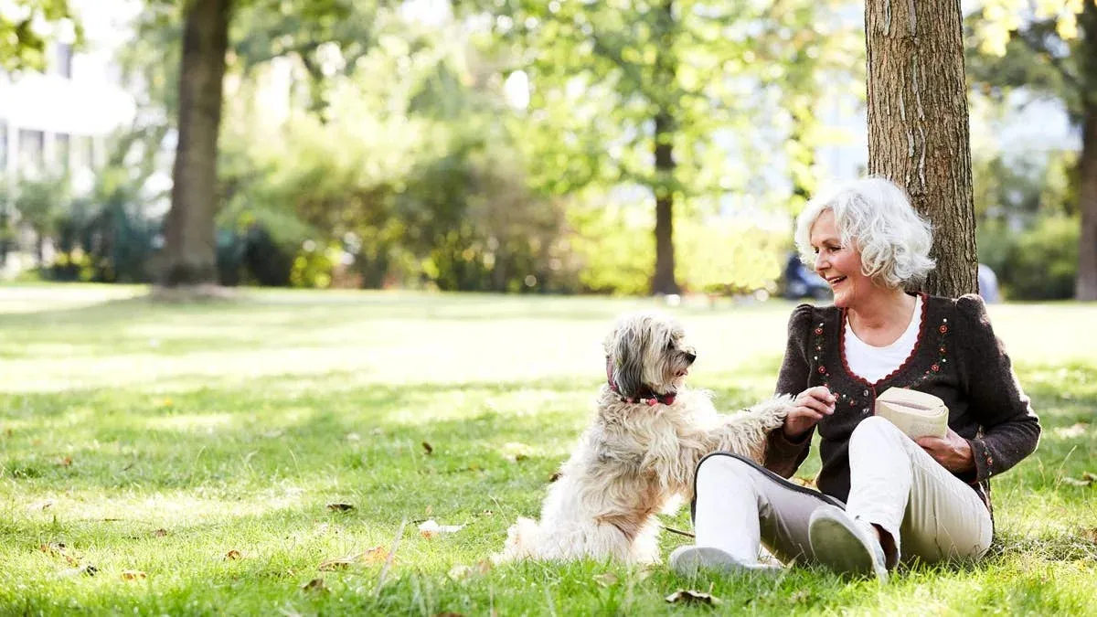 Top Dog Breeds Ideal for Senior Retirees Seeking Companionship