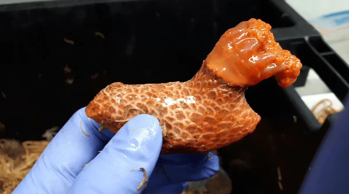 Sea Cucumbers Exhibit 'Zombie' Regeneration: Detached Parts Survive for Years