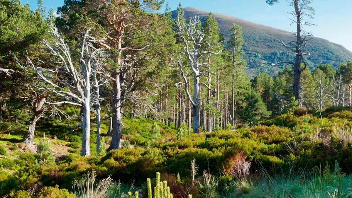 Rewilding: Nature's Resilience and the Rise of Eco-Tourism